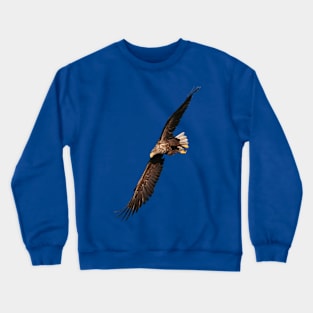 White tailed Eagle Crewneck Sweatshirt